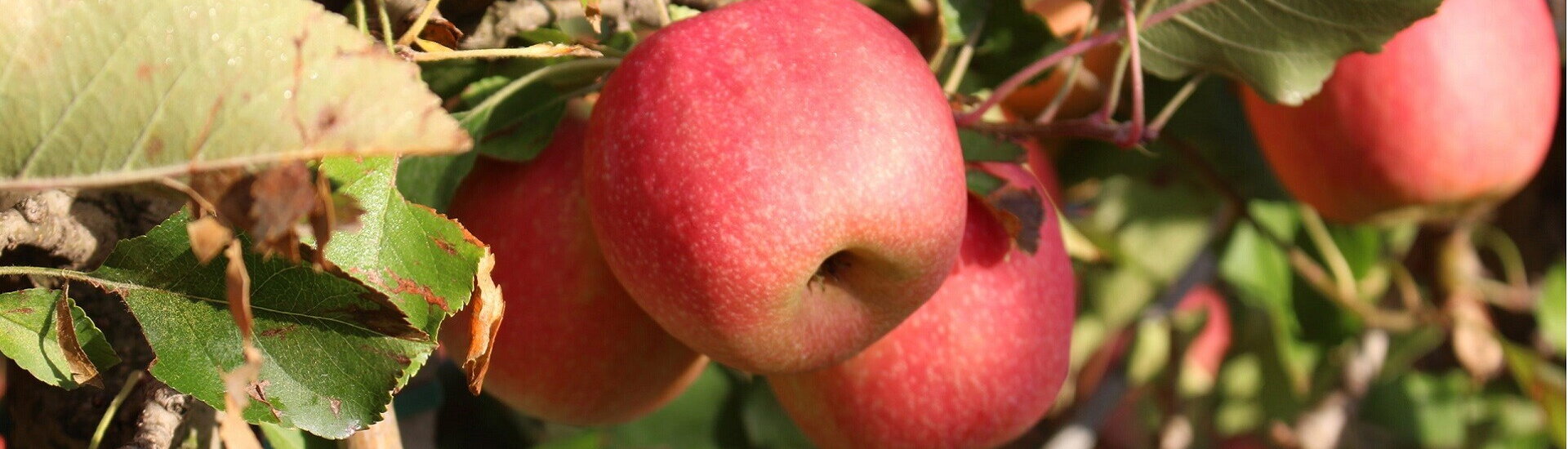 Franšíza pro zpracování ovoce